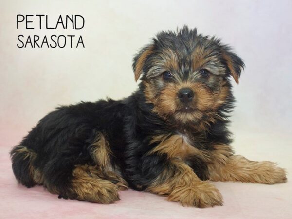 Yorkshire Terrier-DOG-Female-BLK TAN-24596-Dream Tails Sarasota, Florida