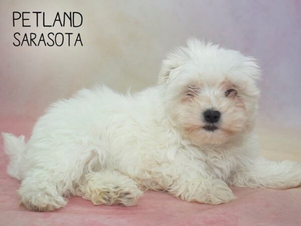Maltese-DOG-Male-WHITE-24595-Dream Tails Sarasota, Florida