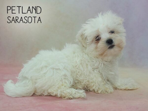 Maltese-DOG-Male-WHITE-24594-Dream Tails Sarasota, Florida