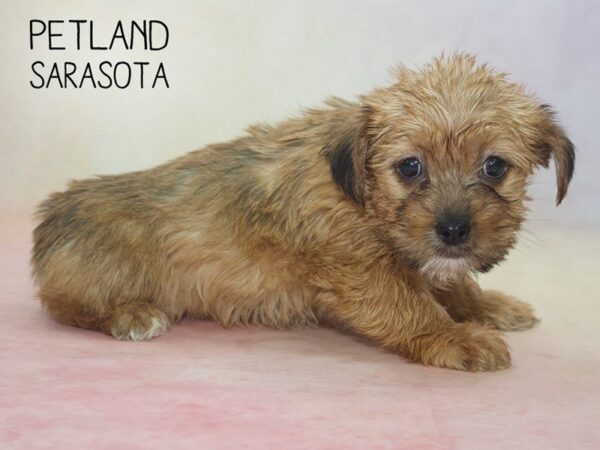 Shorkie-DOG-Female-Beige-24593-Dream Tails Sarasota, Florida