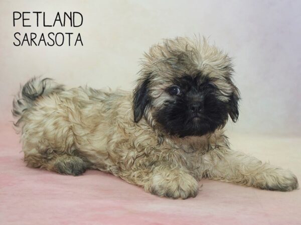 Teddy-DOG-Female-BRINDLE-24592-Dream Tails Sarasota, Florida