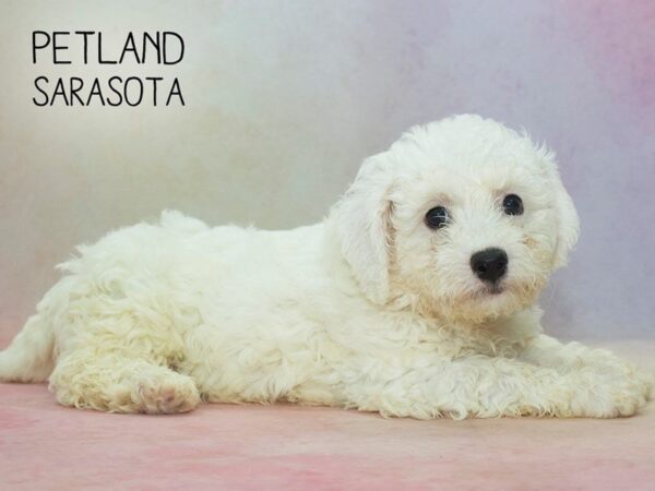 Bichon Frise-DOG-Male-WHITE-24591-Dream Tails Sarasota, Florida