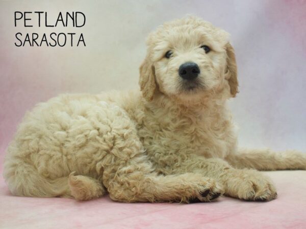 Goldendoodle-DOG-Male-Golden-24589-Dream Tails Sarasota, Florida