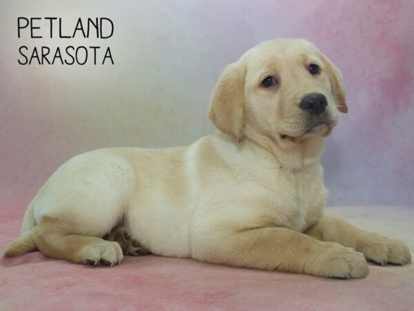 Labrador Retriever-DOG-Female-Yellow-24587-Dream Tails Sarasota, Florida