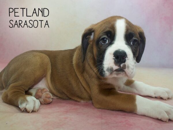 Boxer-DOG-Male-Fawn White-24586-Dream Tails Sarasota, Florida