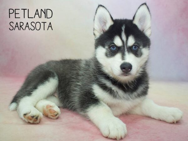 Siberian Husky-DOG-Male-Black White-24585-Dream Tails Sarasota, Florida