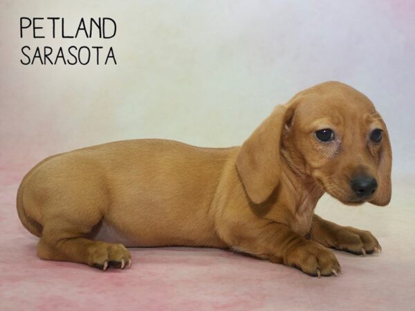Dachshund-DOG-Female-RD-24584-Dream Tails Sarasota, Florida