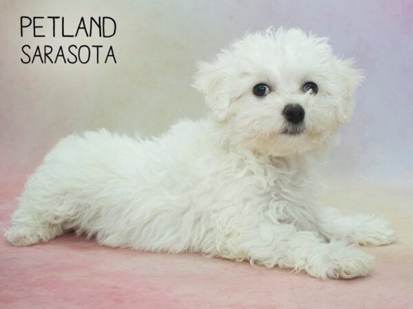 Bichon Frise-DOG-Female-WH-24583-Dream Tails Sarasota, Florida