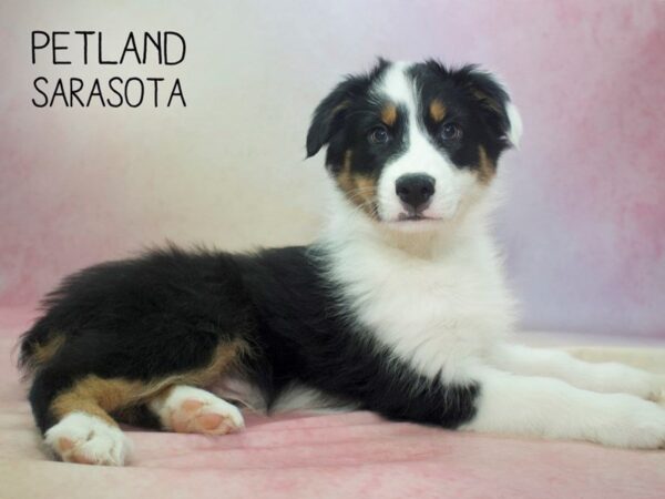 Australian Shepherd-DOG-Male-BLK:WH MKGS TAN PTS-24582-Dream Tails Sarasota, Florida