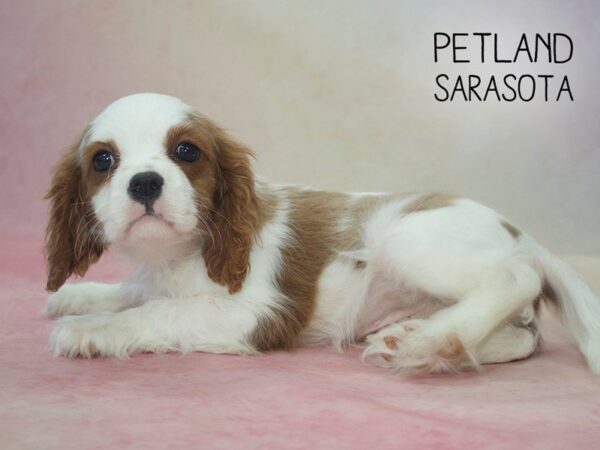 Cavalier King Charles-DOG-Male-BHEIM-24581-Dream Tails Sarasota, Florida