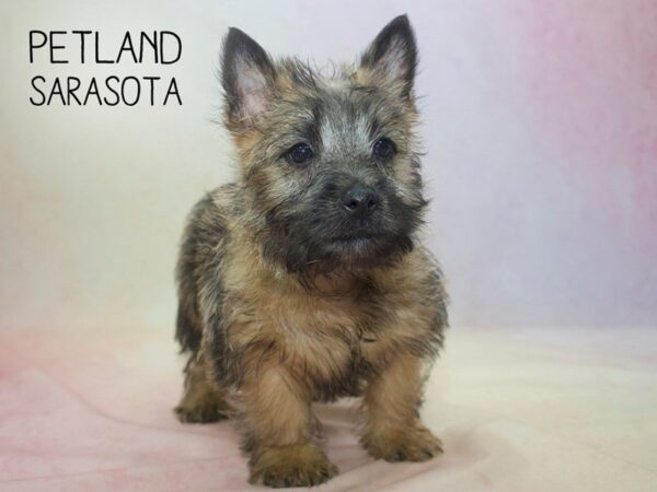 Cairn Terrier-DOG-Male-WHTN-24580-Dream Tails Sarasota, Florida