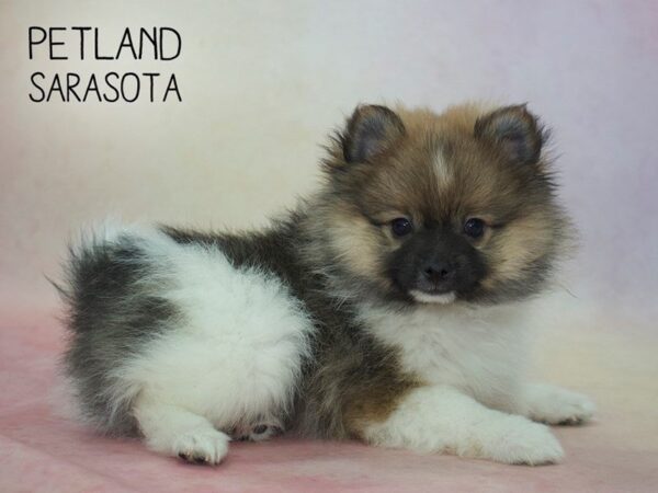 Pomeranian-DOG-Male-ORG SBL:WH MKGS-24578-Dream Tails Sarasota, Florida
