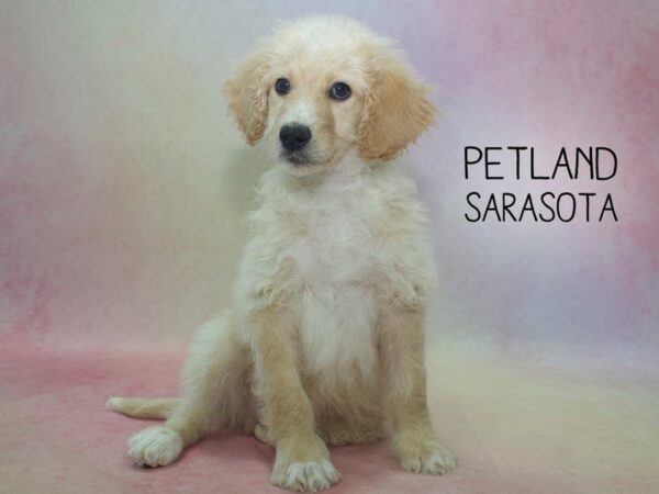 Miniature Goldendoodle-DOG-Male-LT GLDN-24577-Dream Tails Sarasota, Florida