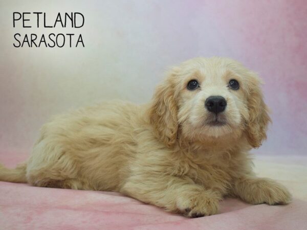 Miniature Goldendoodle-DOG-Male-GLDN-24576-Dream Tails Sarasota, Florida
