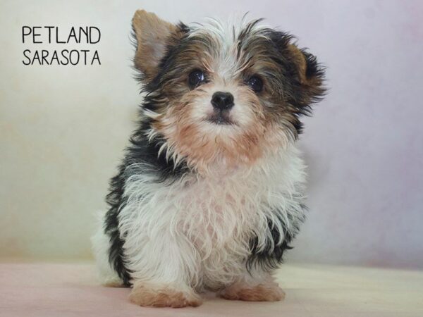 Yorkshire Terrier-DOG-Male-BLK & TN:PRTI-24575-Dream Tails Sarasota, Florida