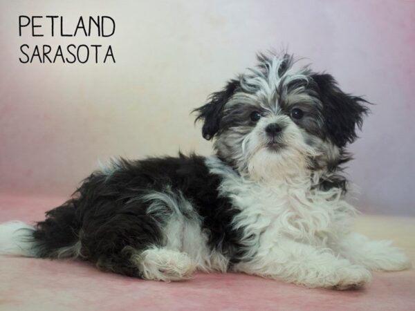 Mal-Shi-DOG-Female-BLK & WH-24574-Dream Tails Sarasota, Florida