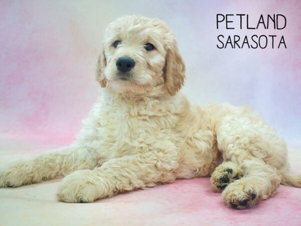 Goldendoodle-DOG-Female-Red-24588-Dream Tails Sarasota, Florida