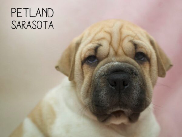 Ori Pei-DOG-Female-FAWN WHITE-24625-Dream Tails Sarasota, Florida