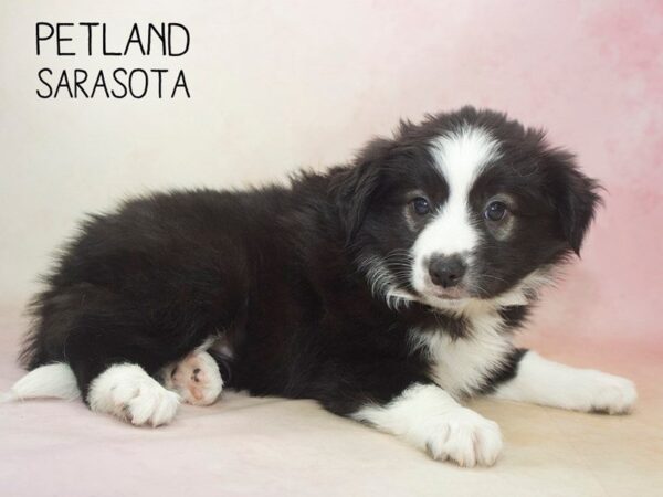 Miniature Aussiemo-DOG-Female-BLACK WHITE-24624-Dream Tails Sarasota, Florida