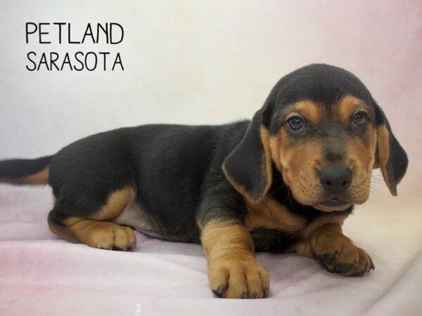 Walrus-DOG-Female-BLK TAN-24623-Dream Tails Sarasota, Florida