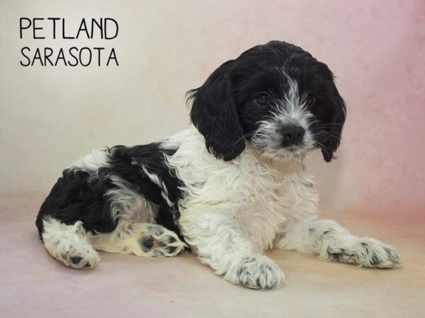 Cocker Spaniel-DOG-Male-BLACK WHITE-24621-Dream Tails Sarasota, Florida
