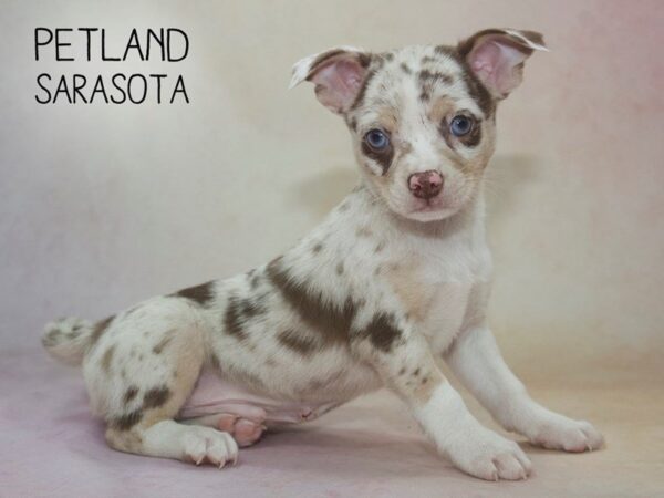Chihuahua-DOG-Male-CHOC MERLE-24620-Dream Tails Sarasota, Florida