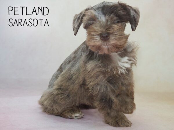 Miniature Schnauzer-DOG-Female-MERLE-24619-Dream Tails Sarasota, Florida