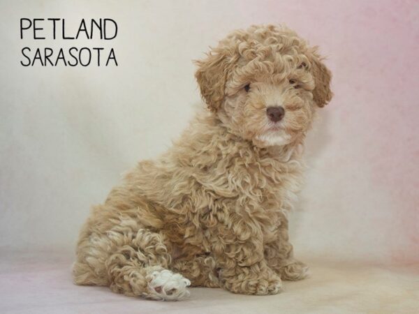 Miniature Poodle-DOG-Male-APRICOT-24618-Dream Tails Sarasota, Florida