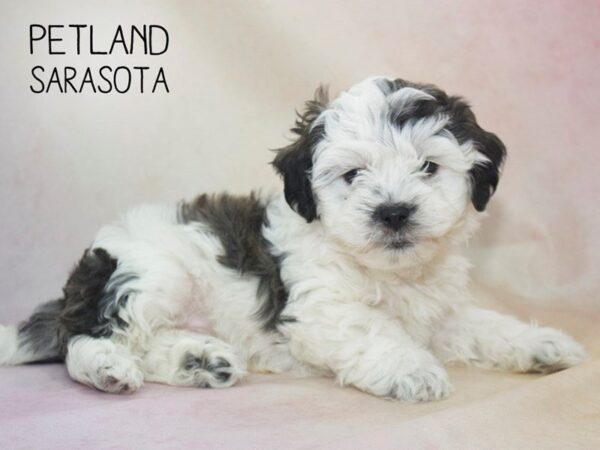 Daisy Dog-DOG-Male-Merle White Parti-24617-Dream Tails Sarasota, Florida