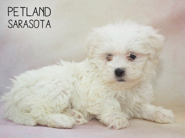 Teddy Bear-DOG-Male-Cream White-24616-Dream Tails Sarasota, Florida