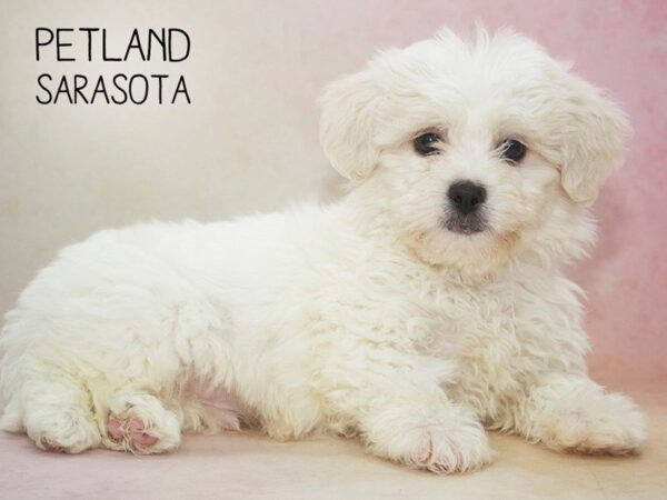 Teddy Bear-DOG-Male-Cream White-24615-Dream Tails Sarasota, Florida