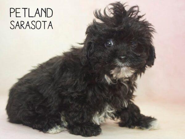 Yorkiepoo-DOG-Male-BLACK WHITE-24614-Dream Tails Sarasota, Florida
