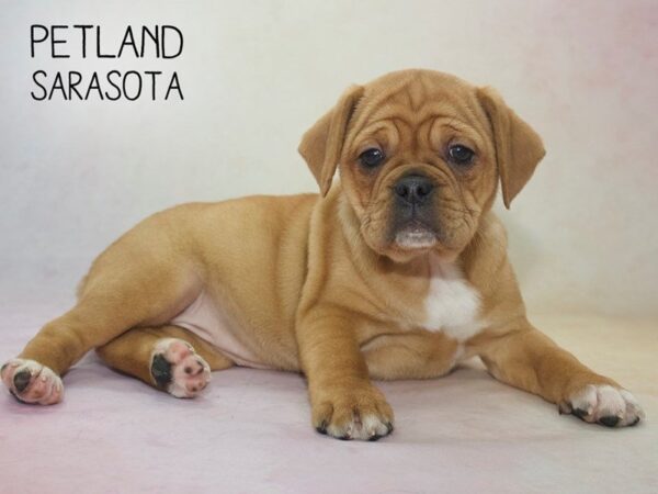 Bull Puggle-DOG-Female-Fawn White-24613-Dream Tails Sarasota, Florida