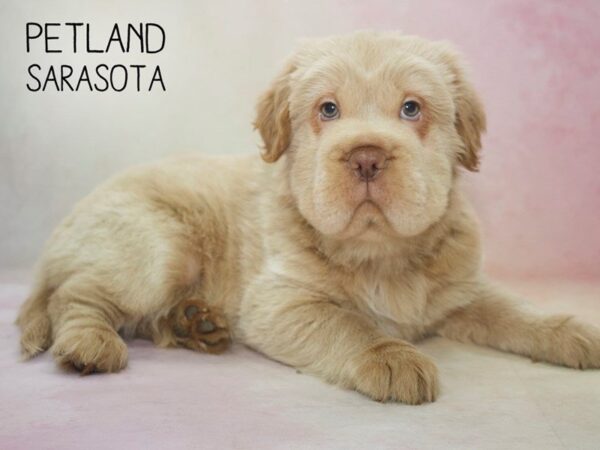 Miniature Hippo-DOG-Male-Buff-24612-Dream Tails Sarasota, Florida