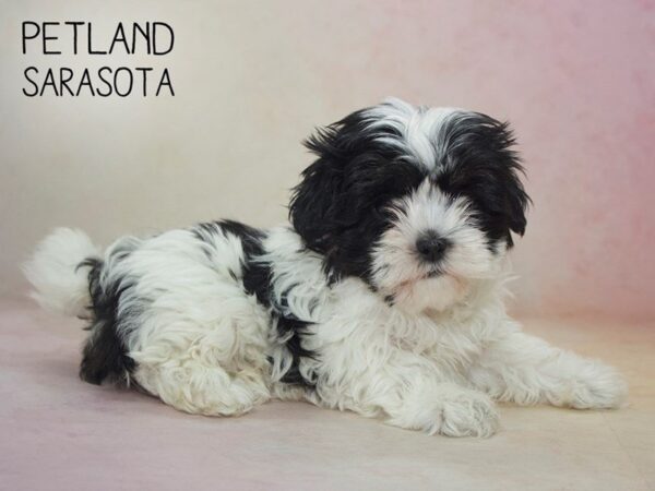 Shihpoo-DOG-Female-Black White-24611-Dream Tails Sarasota, Florida