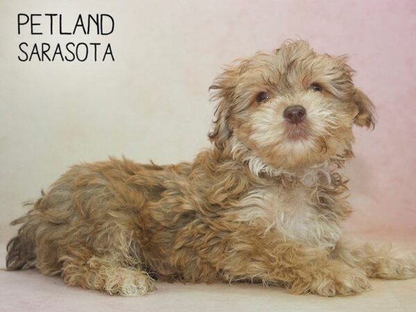 Morkie-DOG-Male-Beige-24610-Dream Tails Sarasota, Florida