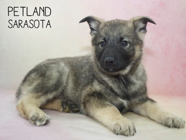 Norwegian Elkhound-DOG-Male-Sable-24609-Dream Tails Sarasota, Florida