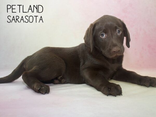 Labrador Retriever-DOG-Male-Chocolate-24608-Dream Tails Sarasota, Florida