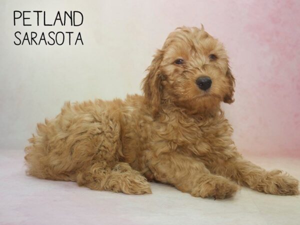 Miniature Goldendoodle 2nd Gen-DOG-Male-Red-24607-Dream Tails Sarasota, Florida