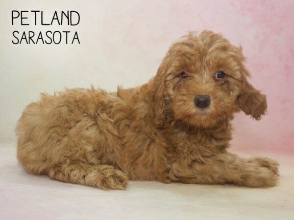 Miniature Goldendoodle 2nd Gen-DOG-Female-Red-24606-Dream Tails Sarasota, Florida