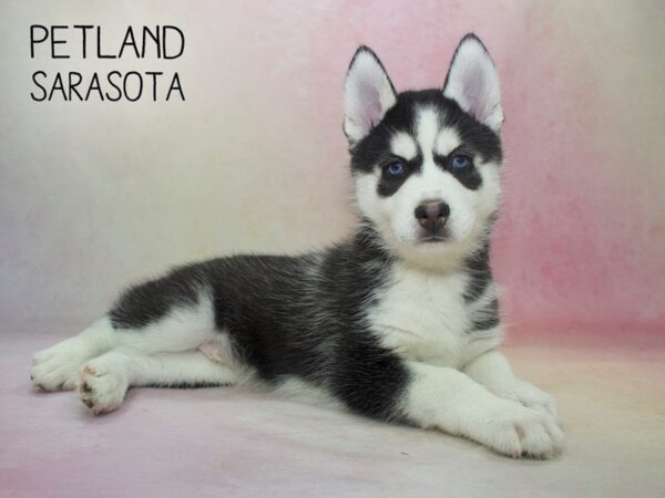 Siberian Husky-DOG-Male-Black White-24605-Dream Tails Sarasota, Florida