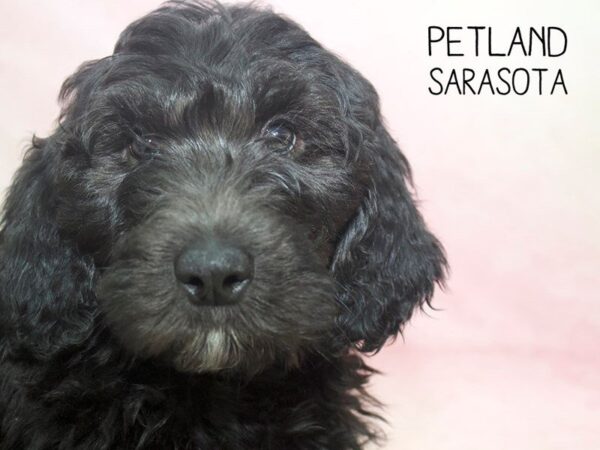 Newfypoo-DOG-Male-Black-24603-Dream Tails Sarasota, Florida