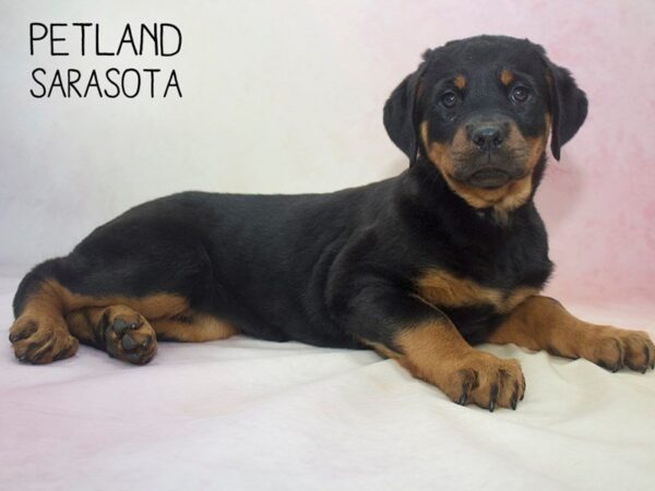 Rottweiler-DOG-Female-Black and Tan-24602-Dream Tails Sarasota, Florida
