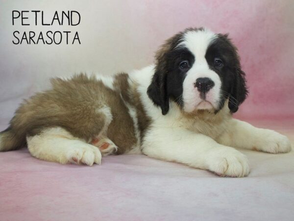 Saint Bernard-DOG-Female-Brown & White-24601-Dream Tails Sarasota, Florida