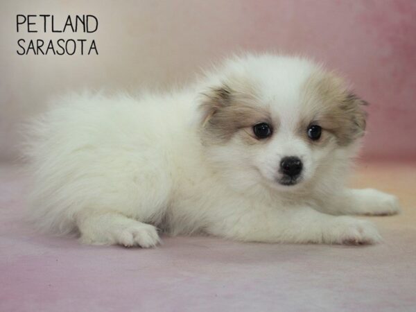 Pomeranian-DOG-Male-Sable & White-24658-Dream Tails Sarasota, Florida
