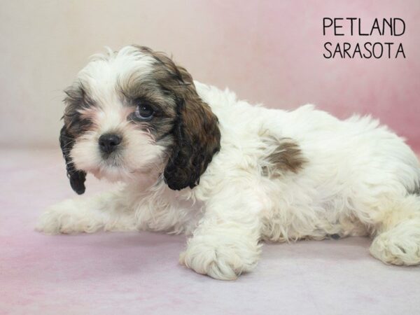 COCKER SHIH-DOG-Male-BRINDLE WHITE-24655-Dream Tails Sarasota, Florida