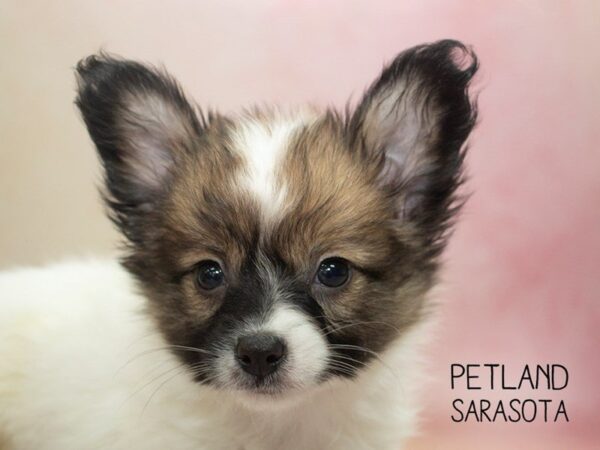 Papillon-DOG-Male-Sable & White-24654-Dream Tails Sarasota, Florida