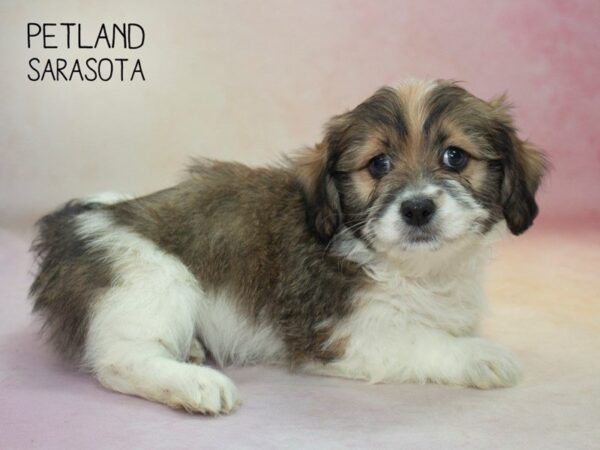 Havanese-DOG-Female-Brindle-24653-Dream Tails Sarasota, Florida