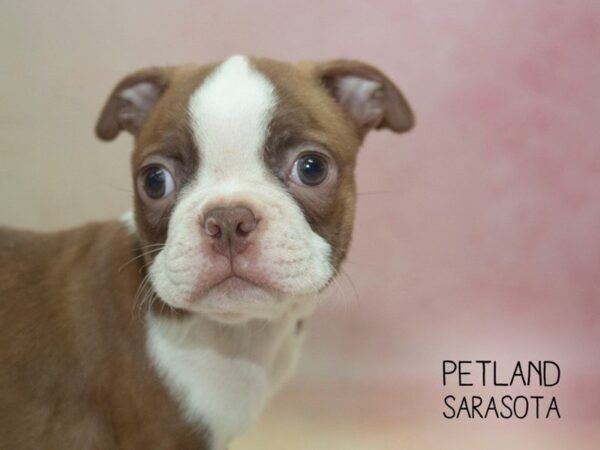 Boston Terrier-DOG-Male-red white-24650-Dream Tails Sarasota, Florida