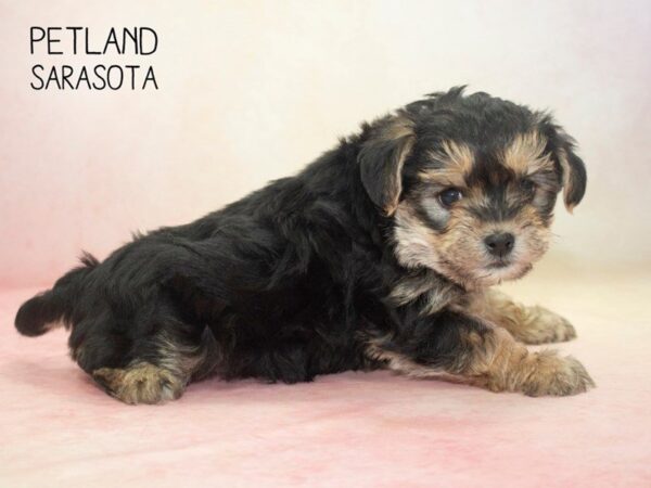 Morkie-DOG-Male-BLACK TAN-24648-Dream Tails Sarasota, Florida